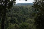 Rainforest in Gunung Leuser national park
