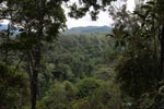 Rainforest in Gunung Leuser national park [sumatra_0537]