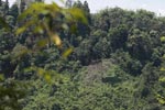Fresh deforestation near Gunung Leuser national park [sumatra_0540]