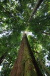 Giant rainforest dipterocarpus
