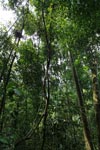 Rainforest liana