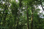 Liana in Gunung Leuser national park