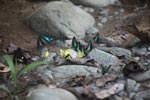 Common bluebottle butterflies (Graphium sarpedon) and other colorful butterflies feeding on minerals