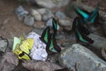 Common bluebottle butterflies (Graphium sarpedon) and other colorful butterflies feeding on minerals [sumatra_0555]