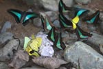 Common bluebottle butterflies (Graphium sarpedon) feeding on minerals