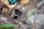 Black & White Helen (Papilio nephelus) feeding on minerals