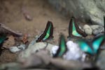 Common bluebottle butterflies (Graphium sarpedon) feeding on minerals [sumatra_0563]