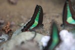 Common bluebottle butterfly (Graphium sarpedon)