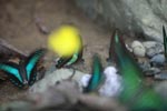 Common bluebottle butterflies (Graphium sarpedon) feeding on minerals [sumatra_0565]
