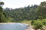 Rainforest along the Bohorok river [sumatra_0580]