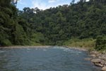Rainforest along the Bohorok river [sumatra_0583]