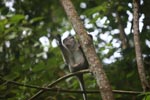 Long-tailed macaque grooming