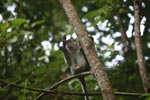 Long-tailed macaque grooming [sumatra_0588]