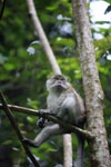 Long-tailed macaque (male)