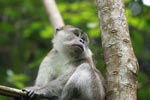 Male long-tailed macaque