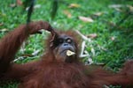 Orangutan with a leaf in its mouth [sumatra_0599]