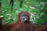 Orangutan with a leaf in its mouth [sumatra_0601]