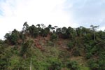 Forest clearing about Bukit Lawang