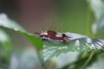 Mohawk caterpillar [sumatra_0618]