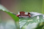 Mohawk caterpillar [sumatra_0620]