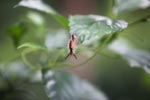 Mohawk caterpillar [sumatra_0625]