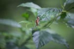 Mohawk caterpillar [sumatra_0626]