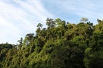 Gunung Leuser Rain Forest [sumatra_0630]