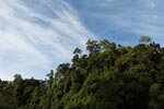 Gunung Leuser Rain Forest