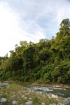 Rain forest along the Bohorok River [sumatra_0634]