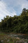 Rain forest along the Bohorok River [sumatra_0635]