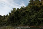 Rain forest along the Bohorok River [sumatra_0639]