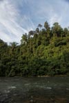 Rain forest along the Bohorok River [sumatra_0645]