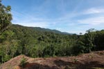 Fresh forest clearing for oil palm bordering Gunung Leuser National Park