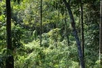 New oil palm development bordering Gunung Leuser National Park