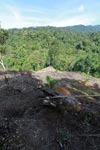 New oil palm development near the boundary of Gunung Leuser National Park [sumatra_0691]