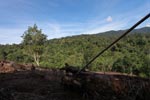 New oil palm development in forest bordering Gunung Leuser National Park [sumatra_0693]
