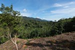 New oil palm development bordering Gunung Leuser National Park [sumatra_0696]