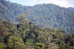 Gunung Leuser Rain Forest [sumatra_0698]