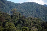 Gunung Leuser Rainforest