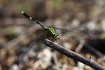 Green dragonfly [sumatra_0703]