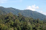 Gunung Leuser Rain Forest [sumatra_0706]