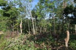 Clearing of undergrowth before tree felling In Sumatra