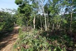 Small-holder rubber plantation [sumatra_0710]