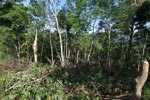 Small-holder rubber plantation [sumatra_0711]
