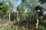 Small-holder rubber plantation