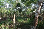 Small-holder rubber plantation [sumatra_0713]
