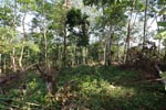 Small-holder rubber plantation [sumatra_0714]