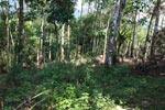 Small-holder rubber plantation [sumatra_0715]