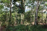 Small-holder rubber plantation [sumatra_0716]