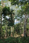 Small-holder rubber plantation [sumatra_0717]